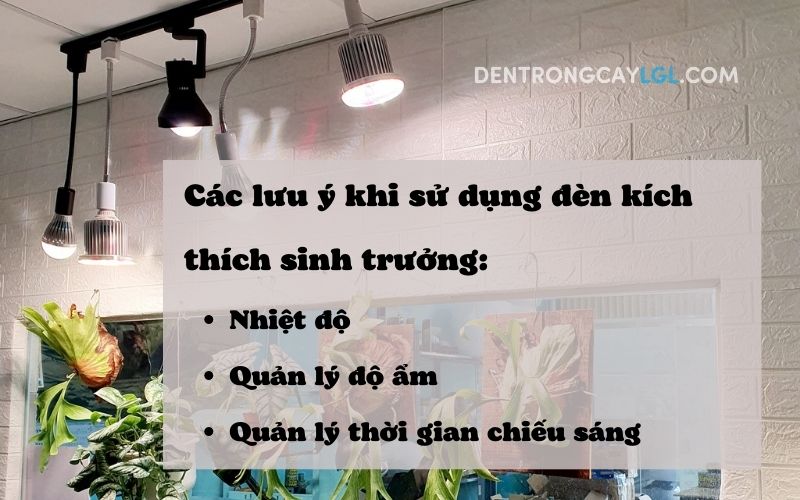 Lưu ý khi sử dụng đèn kích thích sinh trưởng cho cây