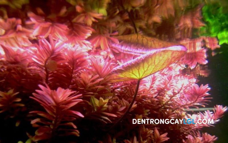 Mua đ&egrave;n Led trang tr&iacute; hồ thuỷ sinh ở đ&acirc;u tại HCM