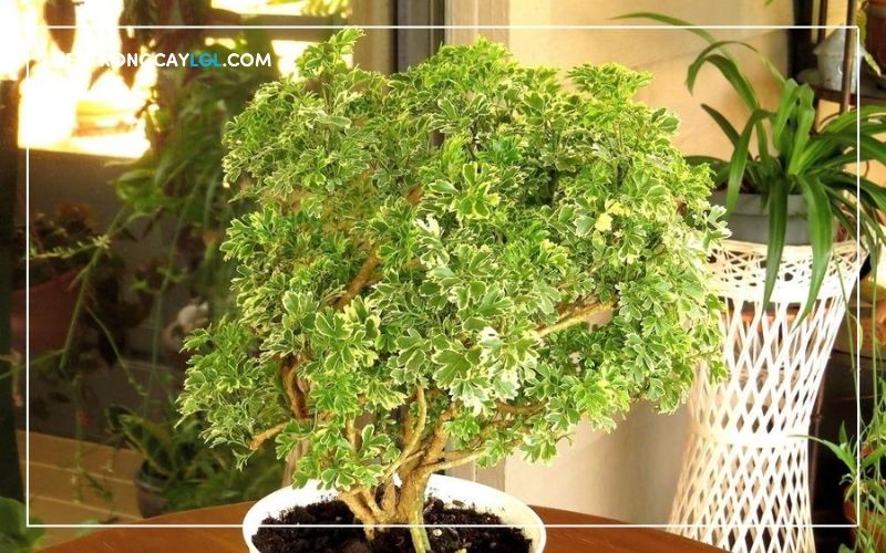 Trồng cây đinh lăng trước nhà có tốt không theo nhiều góc độ