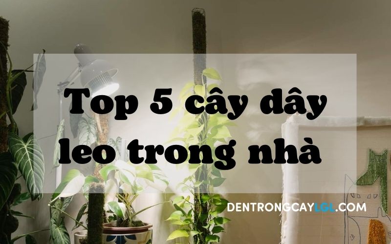 TOP 5 C&Acirc;Y D&Acirc;Y LEO TRONG NH&Agrave; DỄ TRỒNG V&Agrave; DECOR ĐẸP 