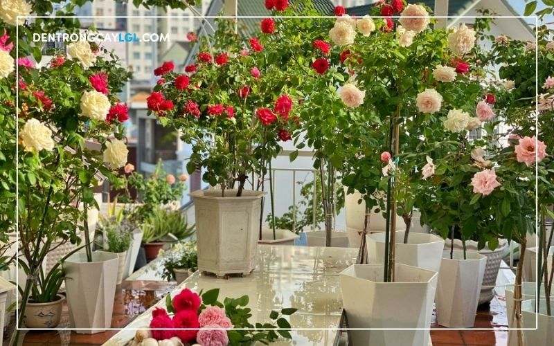 Hoa hồng là cây ưa sáng, nhưng cần tránh nắng trực tiếp vì đó là lý do tại sao cây hoa hồng bị khô cành