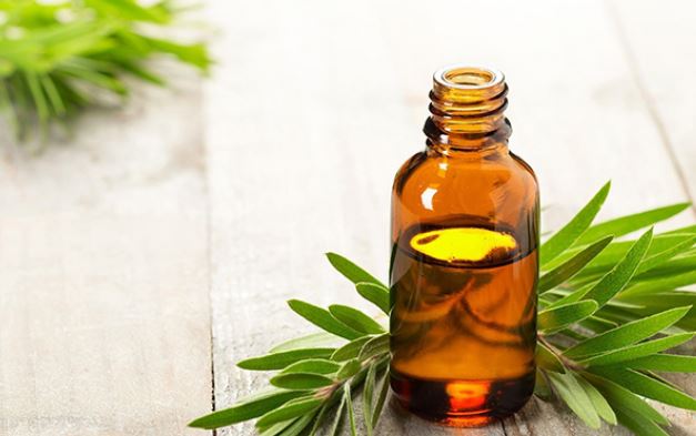 Tinh dầu của c&acirc;y Khuynh Diệp