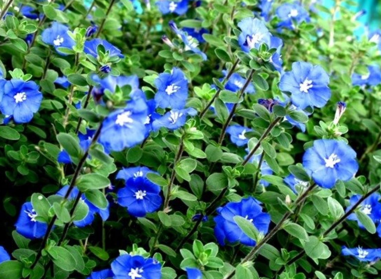 Tổng quan về c&acirc;y hoa Thanh T&uacute;