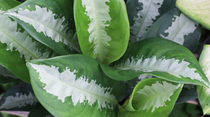 Tổng quan về cây Thanh Lam