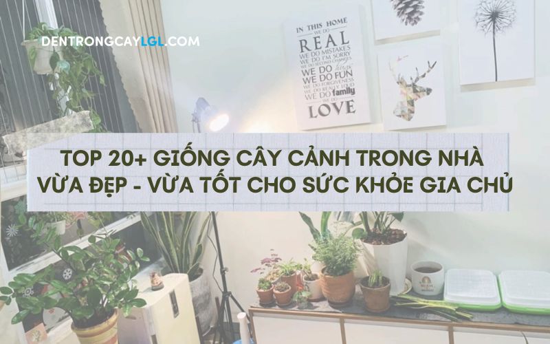 Danh sách hơn 20 loại cây cảnh trong nhà vừa đẹp vừa tốt cho môi trường nhà ở