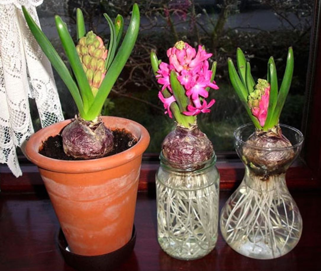 Trồng c&acirc;y Ti&ecirc;n &Ocirc;ng thủy sinh