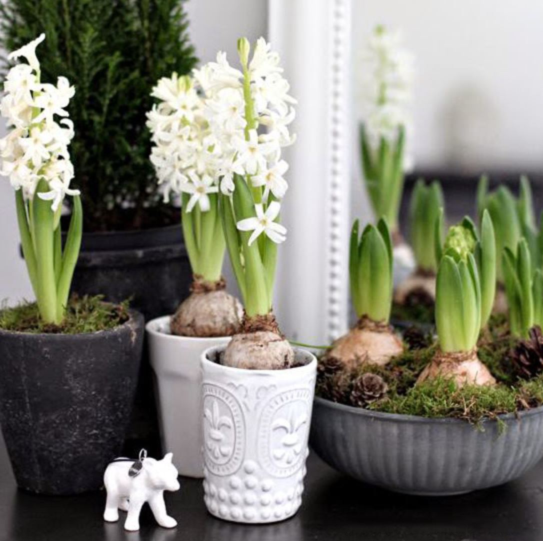 C&aacute;ch trồng c&acirc;y Ti&ecirc;n &Ocirc;ng 