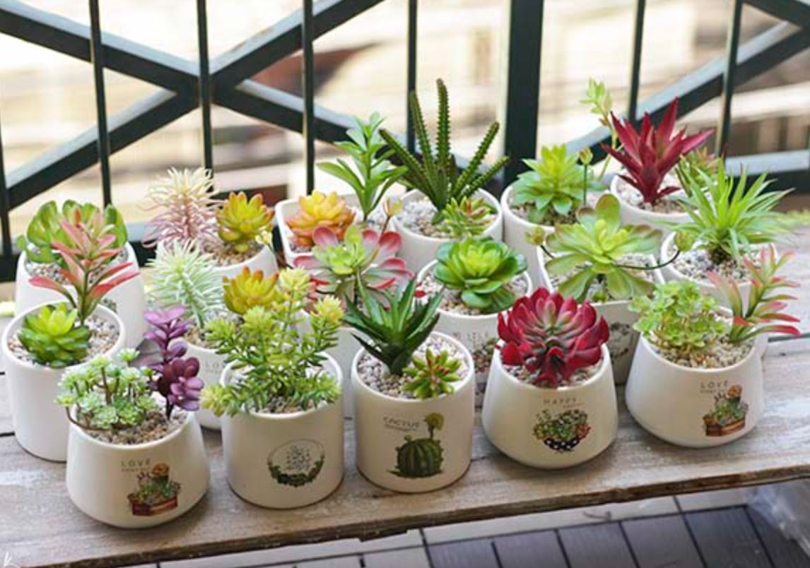 Trồng sen đá có tác dụng gì