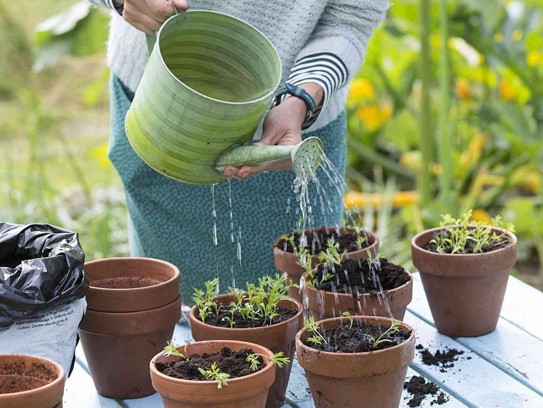 Tưới nước đ&uacute;ng c&aacute;ch cho c&aacute;c loại rau thơm