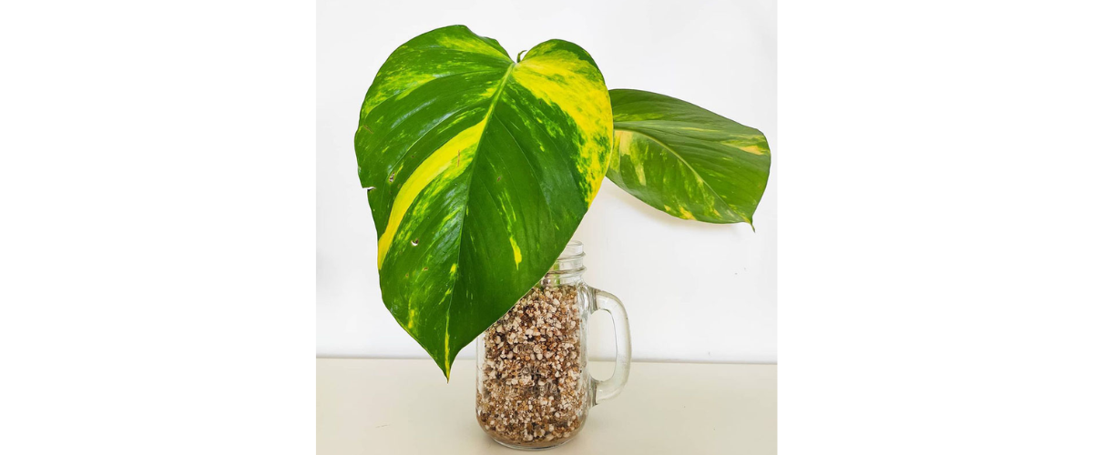 Ưu điểm của đá Vermiculite