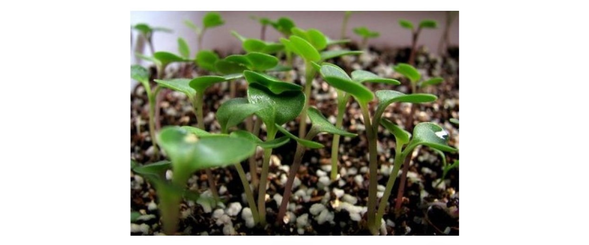 Cách sử dụng đá Vermiculite trong làm vườn