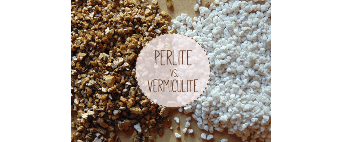 So sánh đá Vermiculite vs Perlite