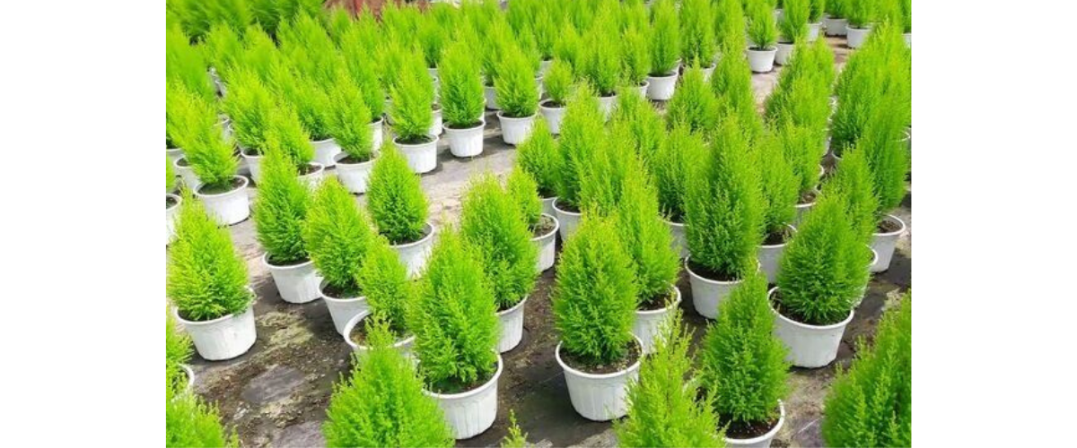 Giới Thiệu Về Cây Tùng và Những Đặc Điểm Đặc Trưng