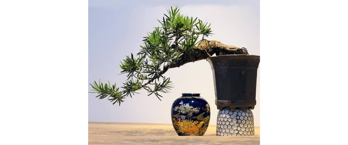 Công Dụng và Giá Trị Tâm Linh của Cây Tùng