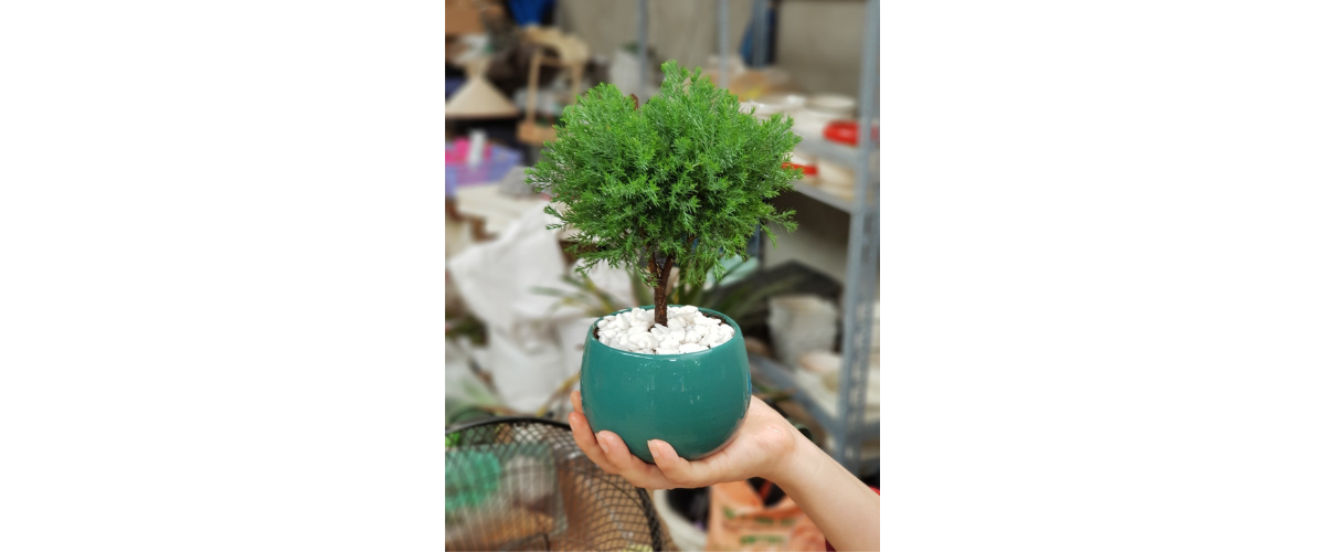 Cách Trồng Cây Tùng Trong Nhà Đúng Cách