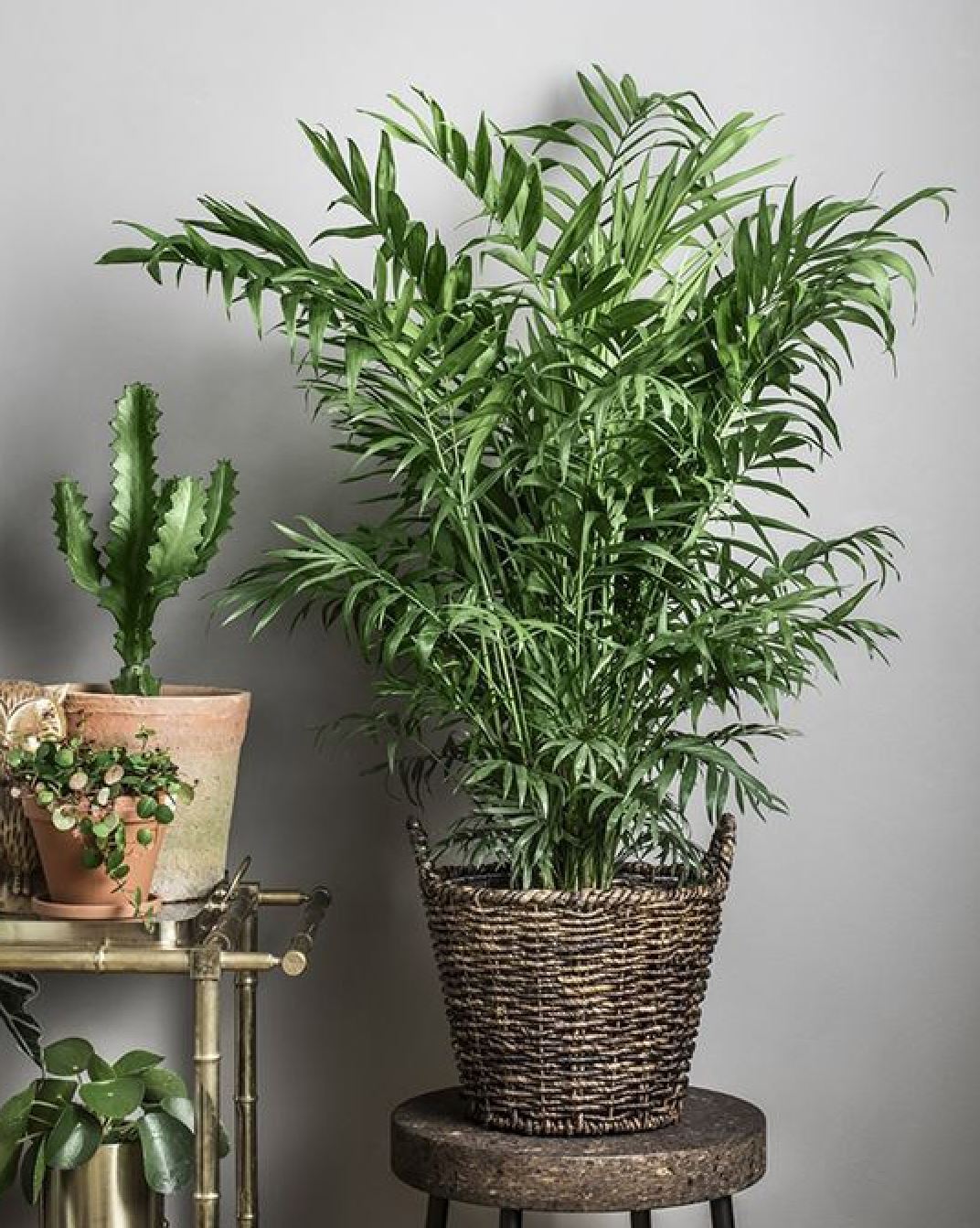 Vị trí đặt cây Cau Tiểu Trâm