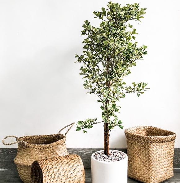 Vị tr&iacute; đặt c&acirc;y Đa Tam Ph&uacute;c