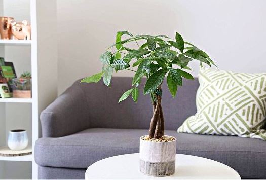 Vị tr&iacute; đặt c&acirc;y Kim Ng&acirc;n để thu h&uacute;t t&agrave;i lộc