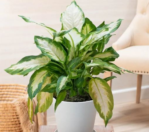 Vị trí trồng cây Thanh Lam