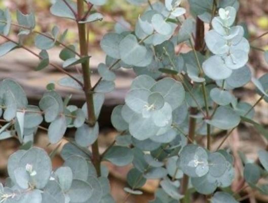 &Yacute; nghĩa của c&acirc;y Khuynh Diệp