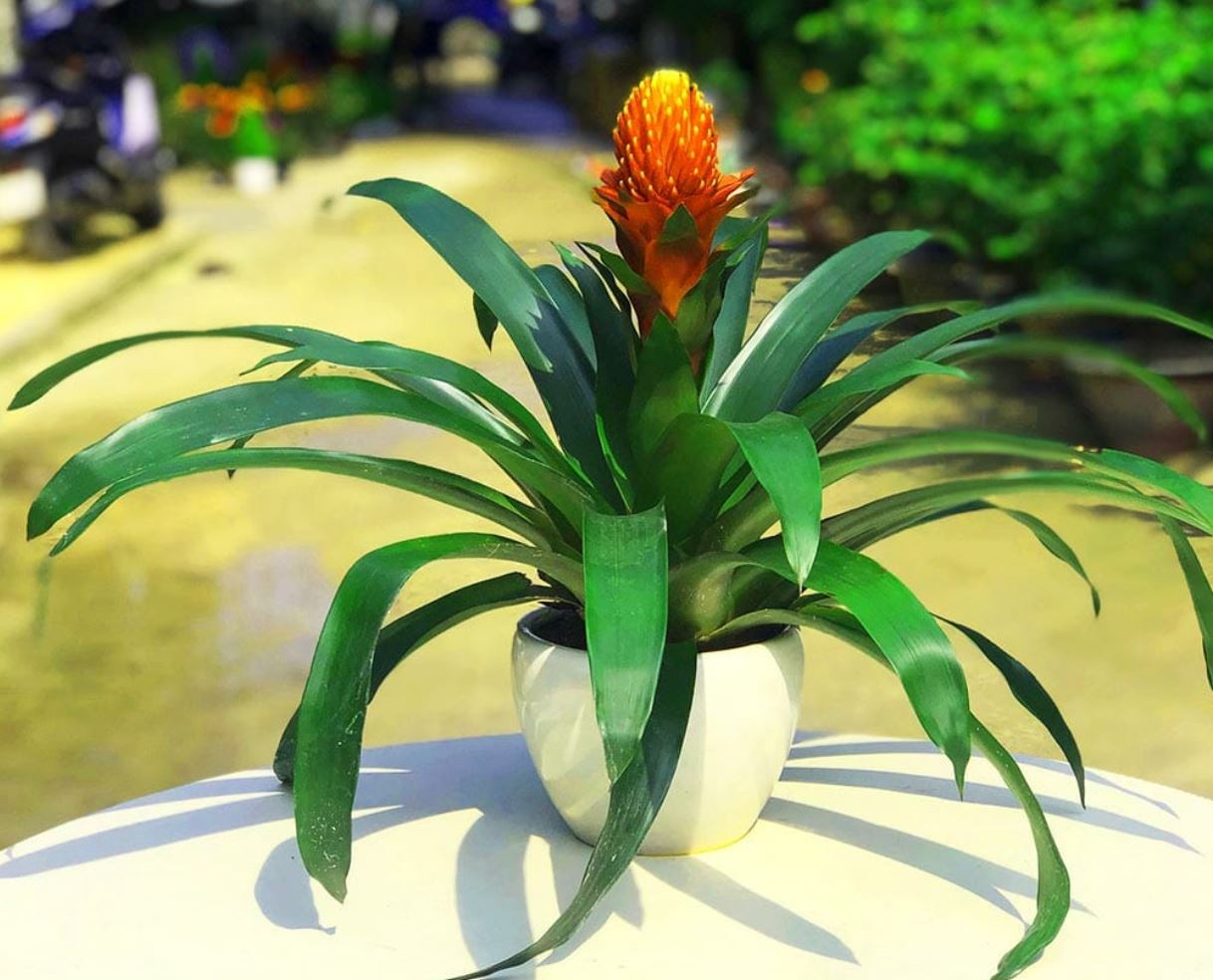 Ý nghĩa của cây Phong Lộc Hoa