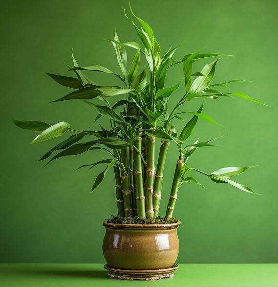 Ý nghĩa của cây Thần Tài