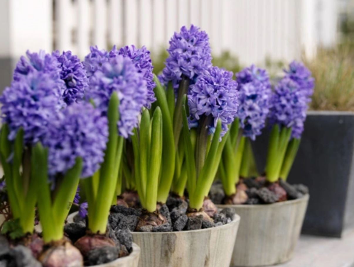 &Yacute; nghĩa của c&acirc;y Ti&ecirc;n &Ocirc;ng