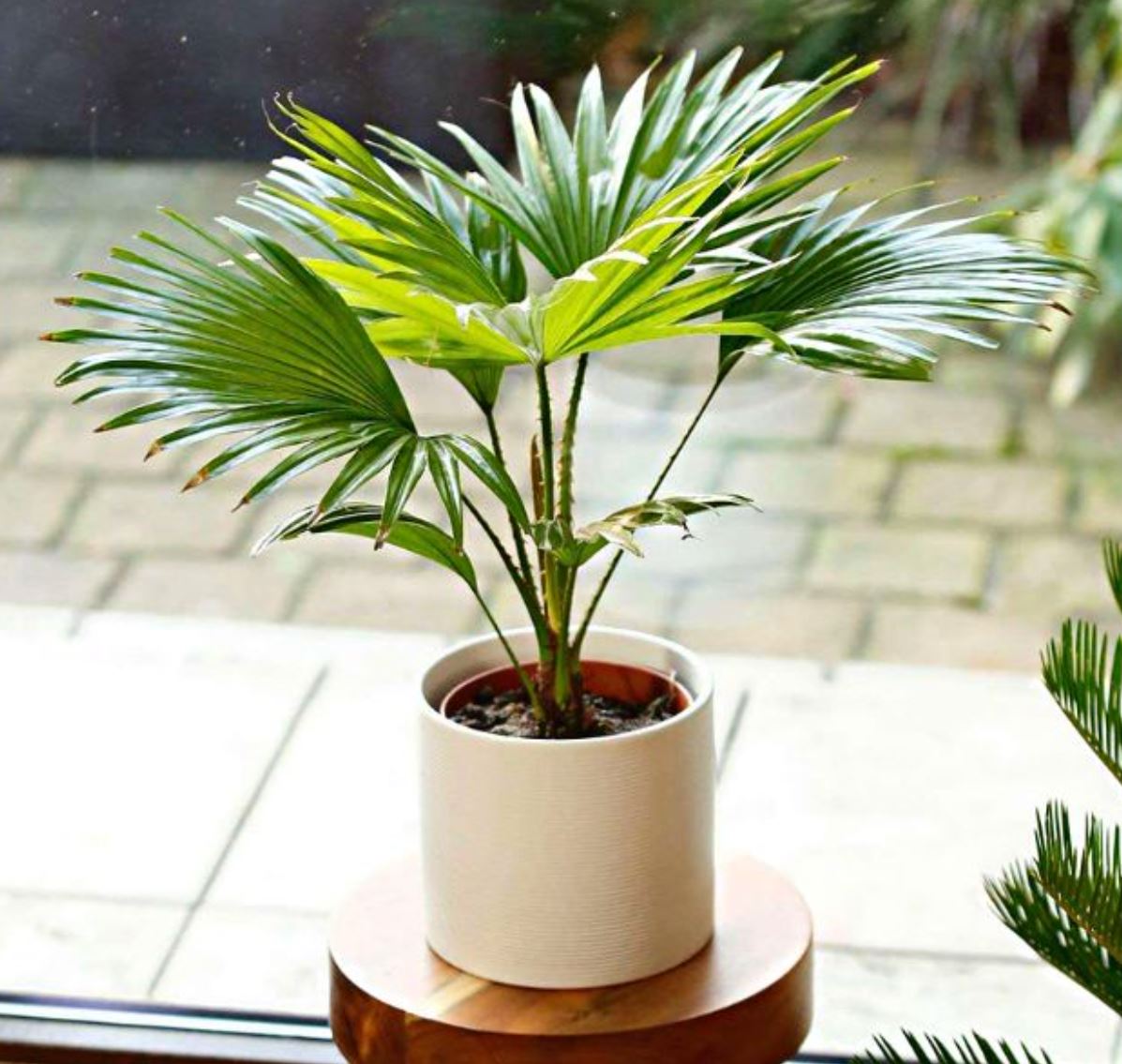 &Yacute; nghĩa phong thủy của c&acirc;y Cọ Cảnh