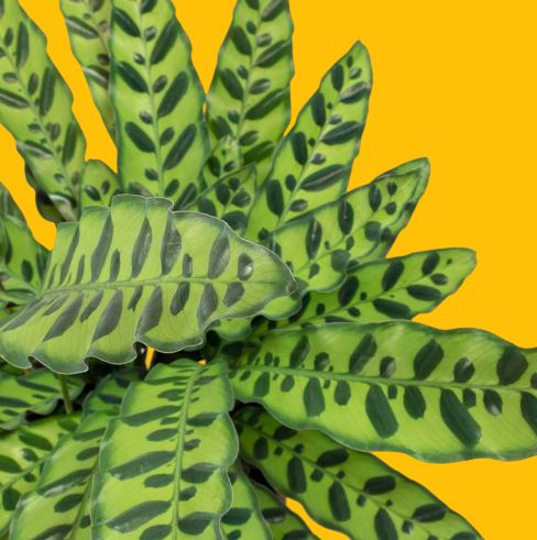 Ý nghĩa phong thủy cây Đuôi Phụng