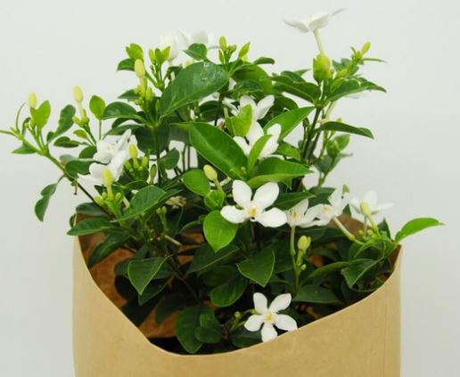 &Yacute; nghĩa phong thủy của c&acirc;y Mai Chỉ Thi&ecirc;n