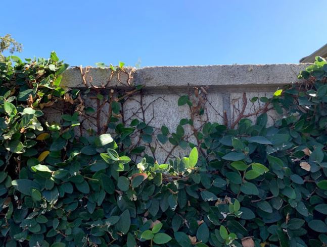 Ý nghĩa phong thủy của Cây Vẩy Ốc