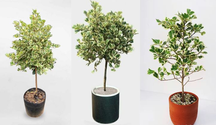 &Yacute; nghĩa phong thủy của c&acirc;y Đa Tam Ph&uacute;c