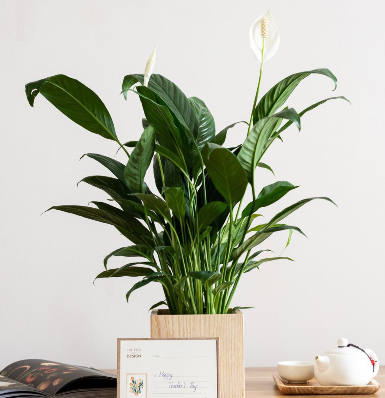 Ý nghĩa phong thủy của cây Lan Ý