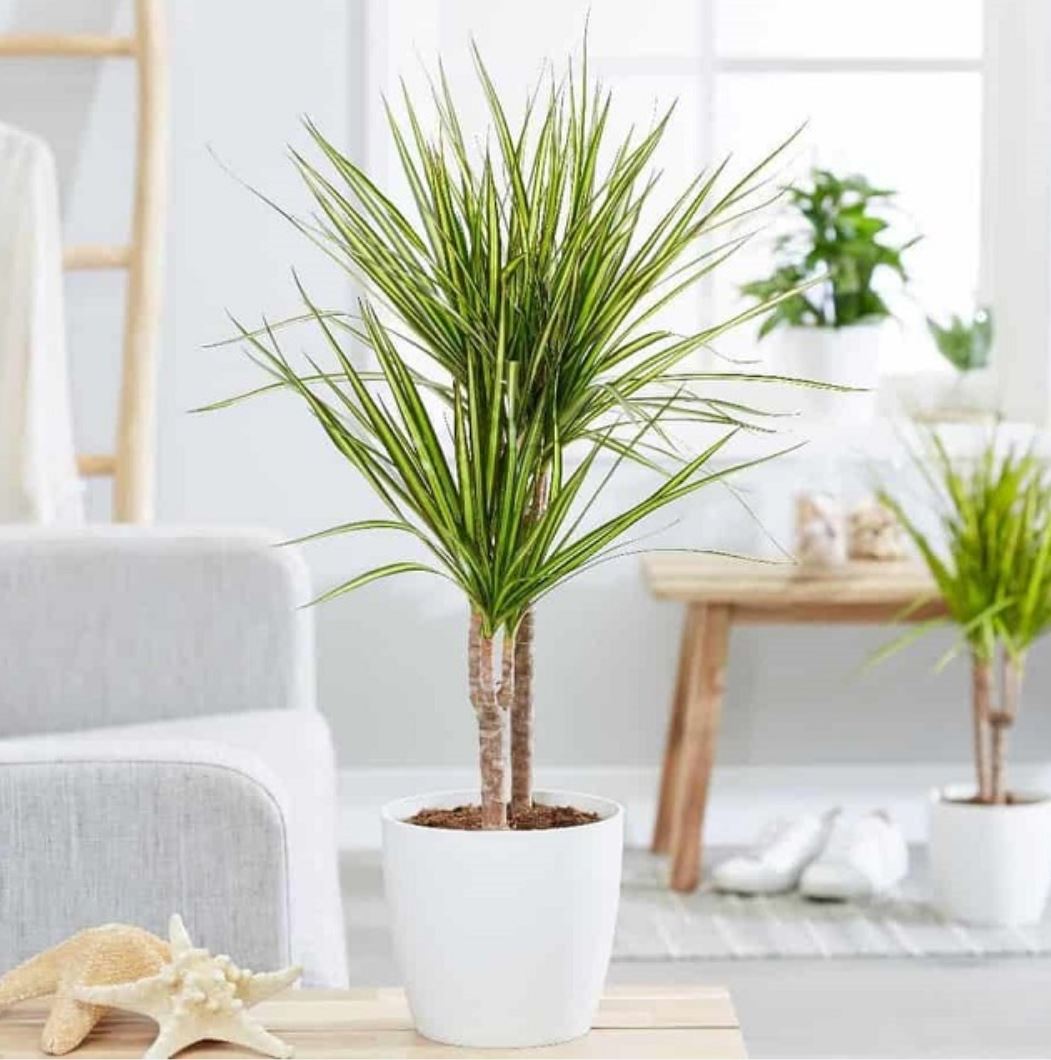 &Yacute; nghĩa phong thủy của c&acirc;y Ph&aacute;t T&agrave;i N&uacute;i