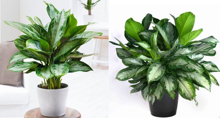 Ý nghĩa phong thủy của cây Thanh Lam