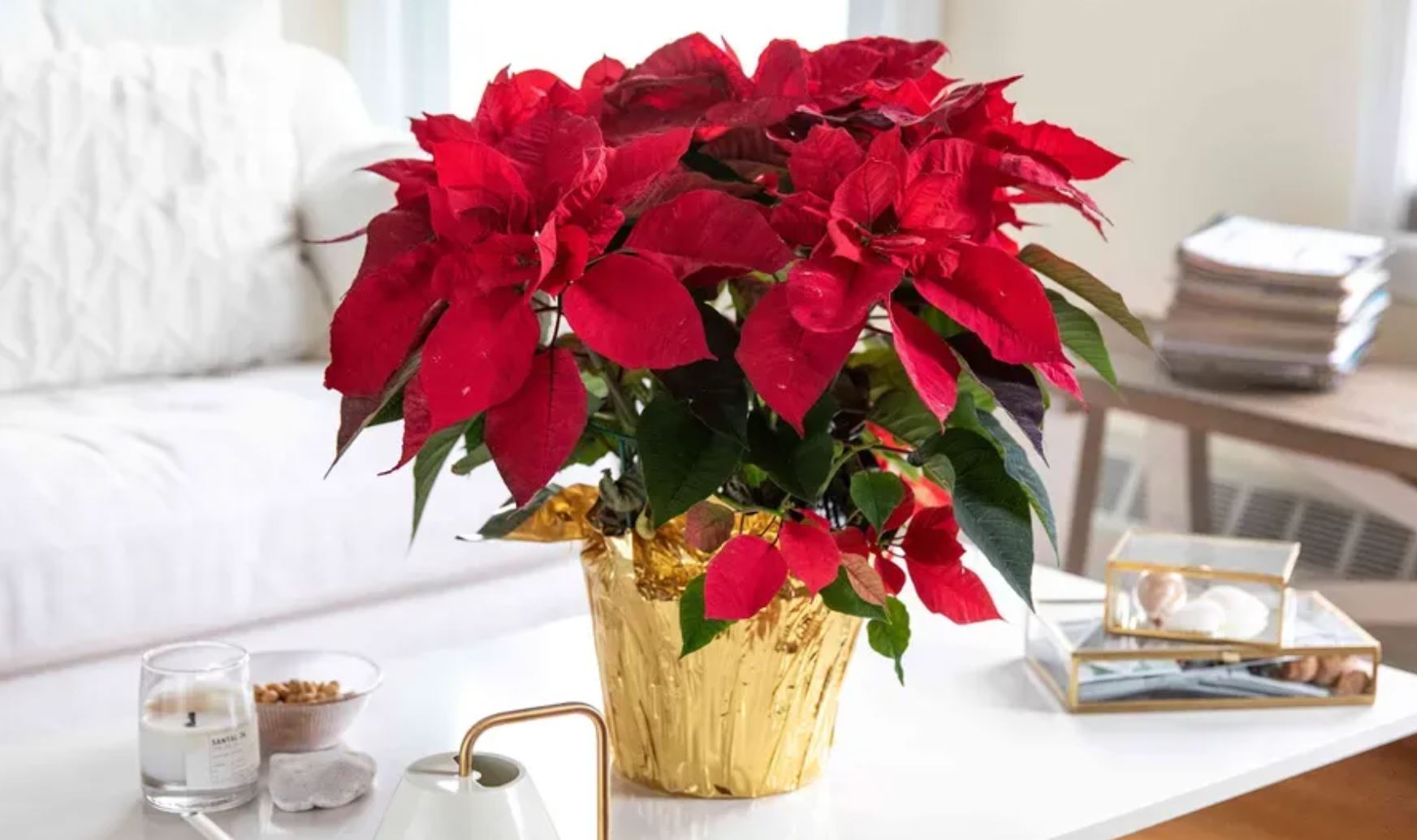 &Yacute; nghĩa phong thủy của c&acirc;y Trạng Nguy&ecirc;n