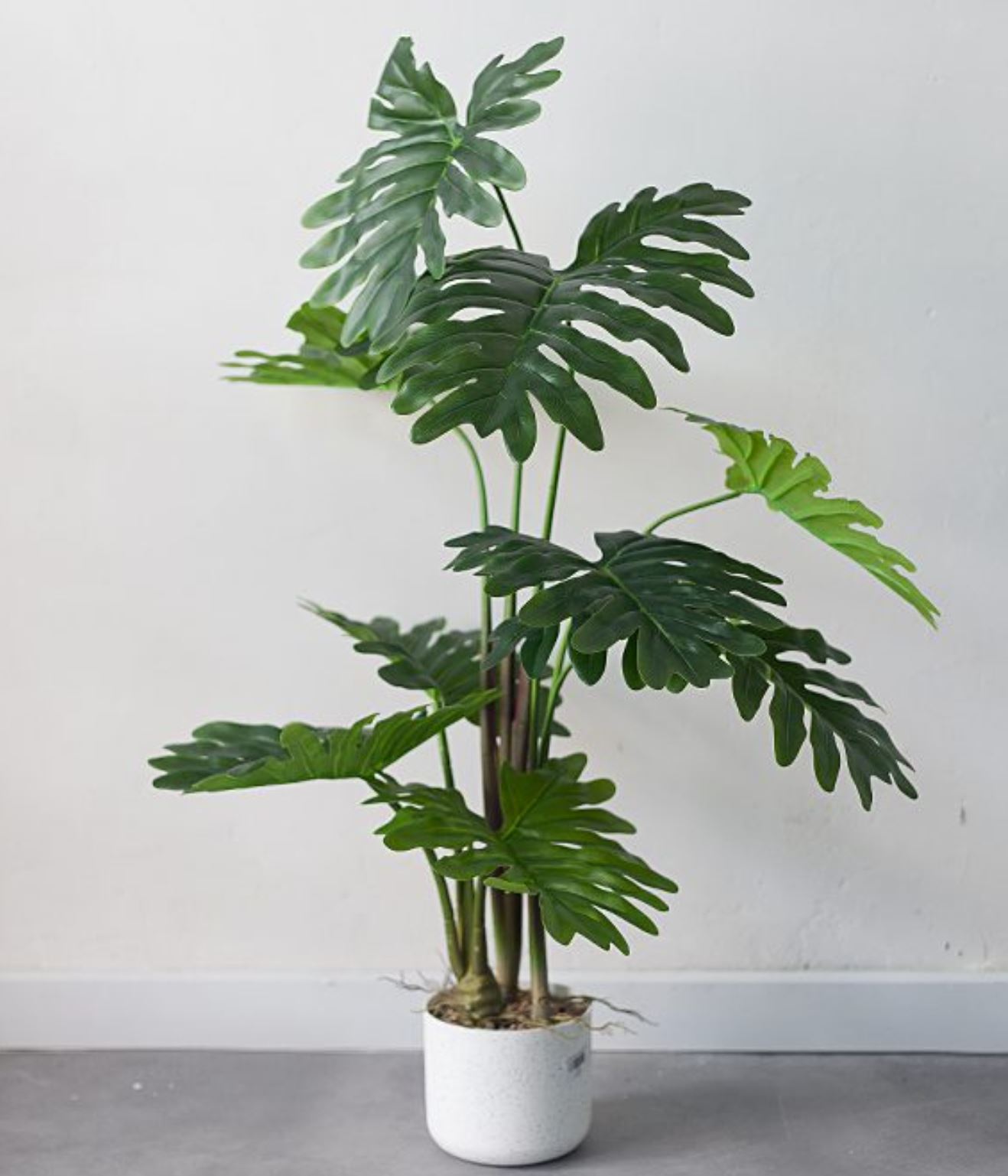 Ý nghĩa phong thủy của Cây Trầu Bà