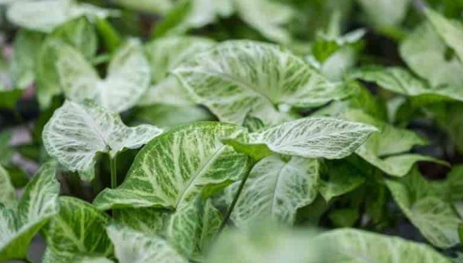 Ý nghĩa phong thủy của cây Tróc Bạc