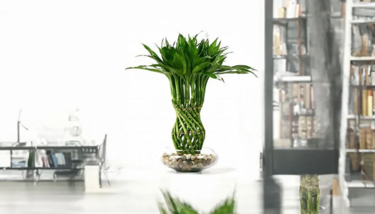 Ý nghĩa phong thủy của Cây Trúc Phú Quý