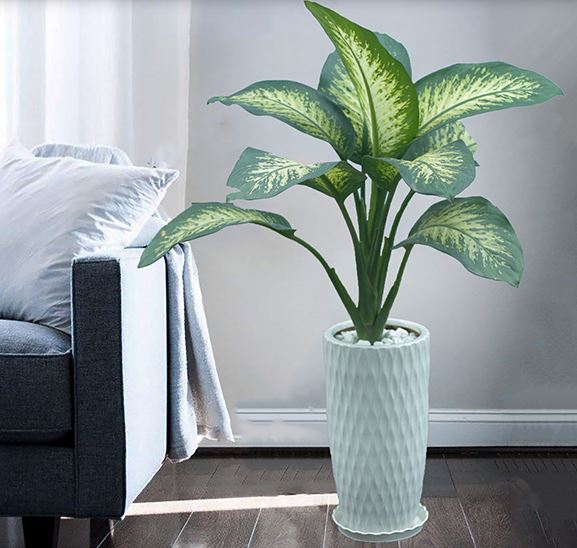 Ý nghĩa phong thủy của cây Vạn Niên Thanh