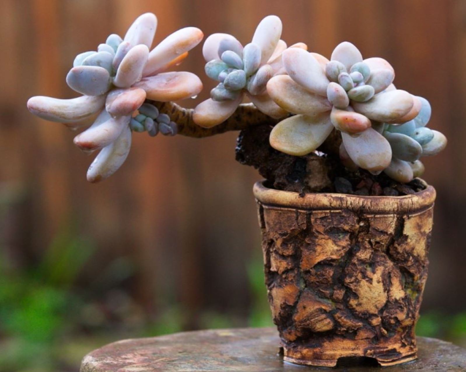 Ý nghĩa phong thủy của sen đá