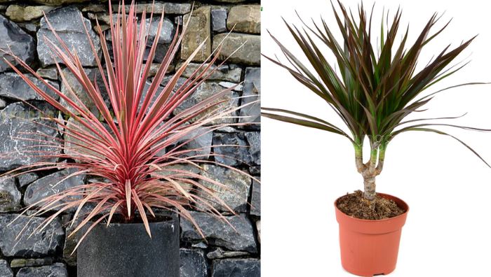 &Yacute; nghĩa phong thủy c&acirc;y &Aacute;nh Dương