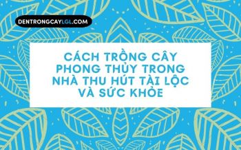 Trồng Cây Phong Thủy Trong Nhà Thu Hút Tài Lộc Và Sức Khỏe