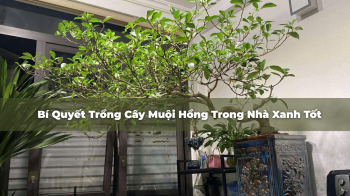 Bí Quyết Trồng Cây Muội Hồng Trong Nhà Với Đèn Trồng Cây