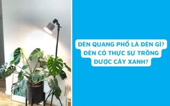 Đèn Quang Phổ Có Thực Sự Trồng Được Cây Trong Nhà Hiệu Quả?