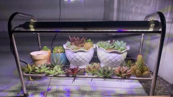 Đèn tuýp quang hợp LGL lắp kệ tiện dụng