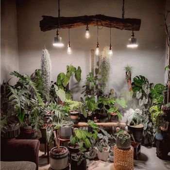 Đèn Trồng Cây 50W