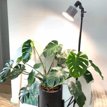 Đèn Trồng Cây 50W