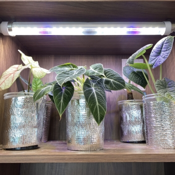 Đèn Led Tuýp Quang Hợp LGL 0,5m