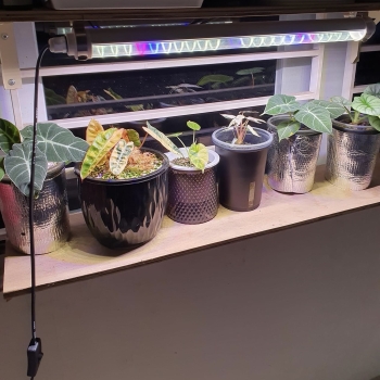 Đèn Led Tuýp Quang Hợp LGL 0,5m